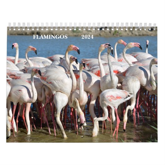 Kalender 2023 Flamingos (Titelbild)