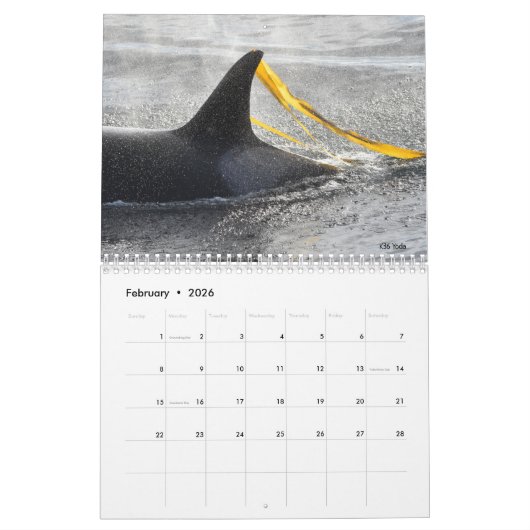 Kalender 2023 für den südlichen Killerwal (Feb 2026)