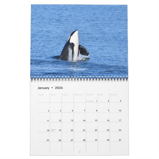 Kalender 2024 für den südlichen Killerwal (Jan 2026)