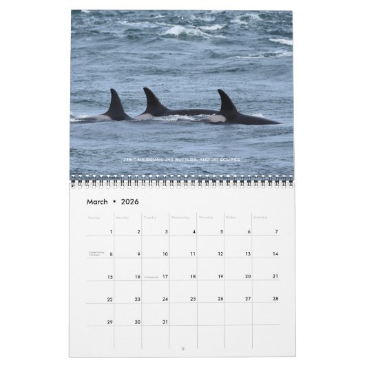 Kalender 2024 für den südlichen Killerwal (Mär 2026)