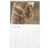 Kalender 2024 - Wasserinsekten (Jan 2027)