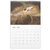 Kalender 2024 - Wasserinsekten (Mär 2027)