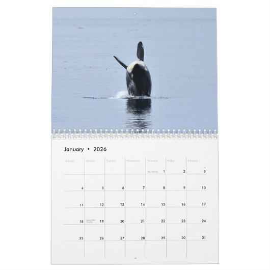 Kalender 2025 für den südlichen Killerwal (Jan 2026)