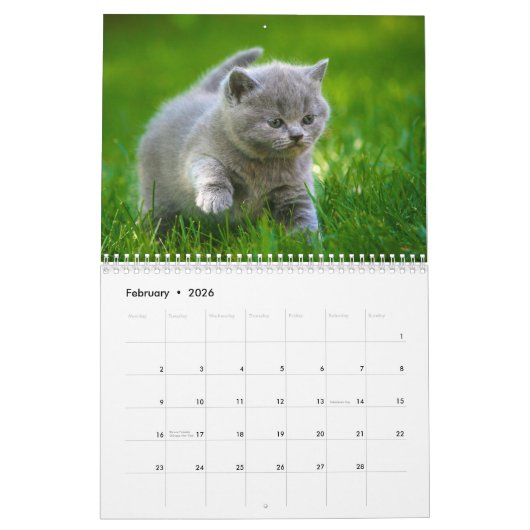 Kalender 20xx - Niedliche Kätzchen und Katzen (Feb 2026)