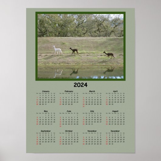 Kalender - Alpaca-Kalender 2024 Poster (Vorne)