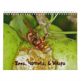 Kalender - Bienen, Hornets & Wasps