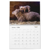 Kalender der Babydoll-Southdownschaf-2016 NABSSAR (Jan 2026)
