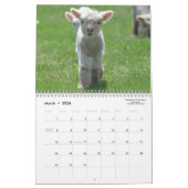 Kalender der Babydoll-Southdownschaf-2016 NABSSAR (Mär 2026)