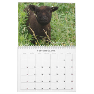 Kalender der Babydoll-Southdownschaf-2017 NABSSAR