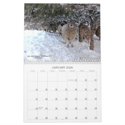 Kalender der Babydoll-Southdownschaf-2019 NABSSAR (Jan 2026)