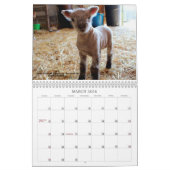 Kalender der Babydoll-Southdownschaf-2019 NABSSAR (Mär 2026)