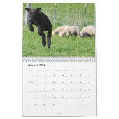 Kalender der Babydoll-Southdownschafe 2013 NABSSAR (Mär 2026)