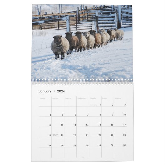Kalender der Babydoll-Southdownschafe 2013 NABSSAR (Jan 2026)