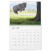 Kalender der Babydoll-Southdownschafe 2014 NABSSAR (Mär 2027)