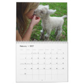 Kalender der Babydoll-Southdownschafe 2014 NABSSAR (Feb 2027)