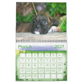 Kalender der Boxer-Welpen-2010 (Mär 2027)