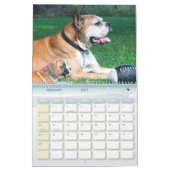 Kalender der Boxer-Welpen-2012 (Feb 2027)
