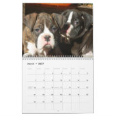 Kalender der Boxer-Welpen-2019 (Mär 2027)