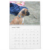 Kalender der Boxer-Welpen-2019 (Jan 2027)