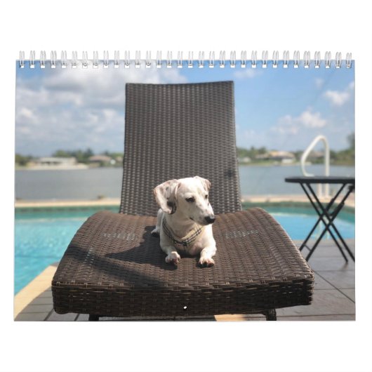 Kalender der doppelten Dackel (Titelbild)