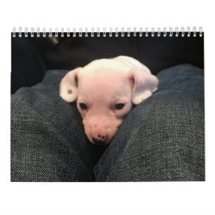 Kalender der doppelten Dackel