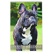 KALENDER DER FRANZÖSISCHEN BULLDOGGEN-2015 (Titelbild)