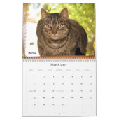 Kalender der Greyfoot Katzen-Rettungs-2013 (Mär 2027)