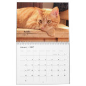 Kalender der Greyfoot Katzen-Rettungs-2016 (Jan 2027)