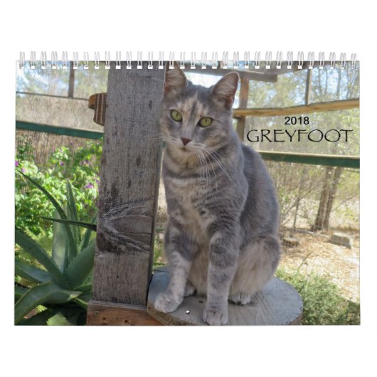 Kalender der Greyfoot Katzen-Rettungs-2018 (Titelbild)