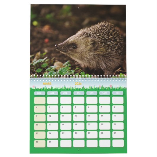 Kalender der Igel, Hedgehog (Mär 2026)