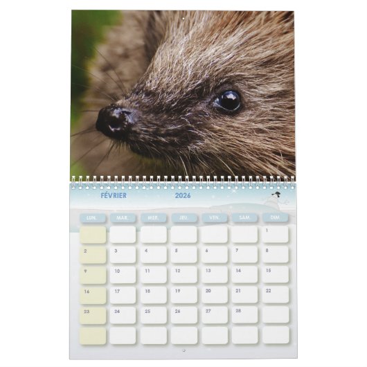 Kalender der Igel, Hedgehog (Feb 2026)