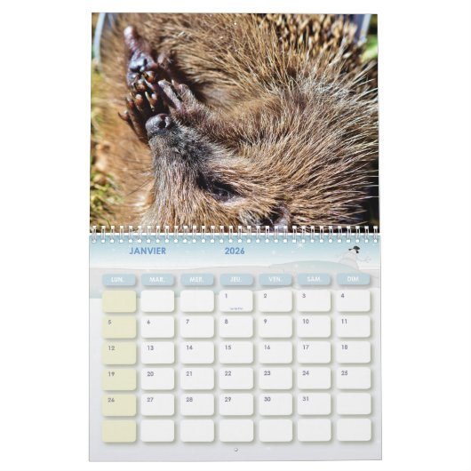 Kalender der Igel, Hedgehog (Jan 2026)