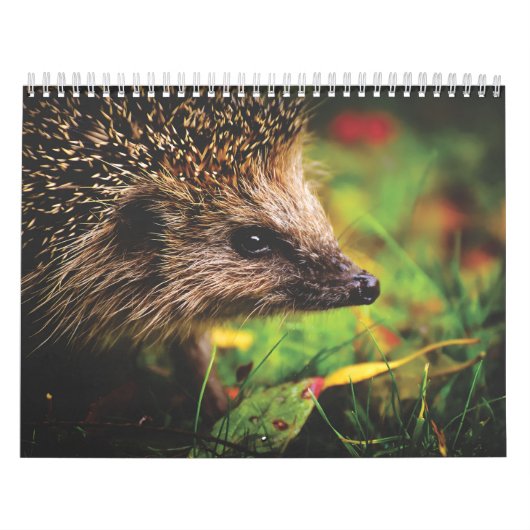 Kalender der Igel, Hedgehog (Titelbild)