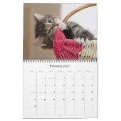 Kalender der Katzen-2018 und des Kätzchens (Feb 2027)