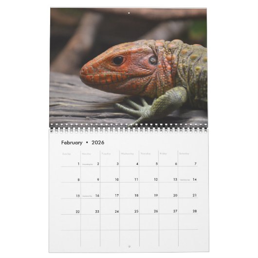 Kalender der Reptilien und Schlangen (Feb 2026)
