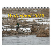 Kalender der Wasservogel-2010 (Titelbild)