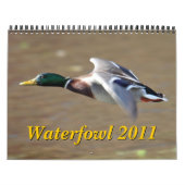 Kalender der Wasservogel-2011 (Titelbild)