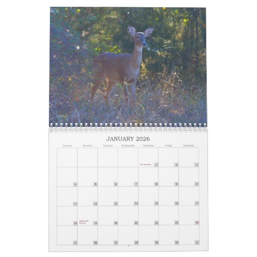 Kalender der wild lebenden Hirsche (Jan 2026)