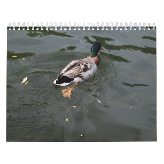 Kalender der Wilden Enten 2022 (Titelbild)