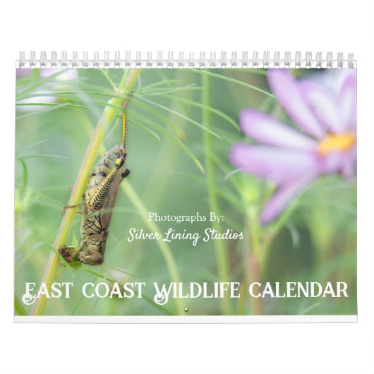 Kalender der Wildfauna an der Ostküste (Titelbild)