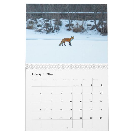Kalender der Wildfauna an der Ostküste (Jan 2026)
