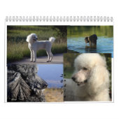Kalender des Standardpudel-2011 (Titelbild)