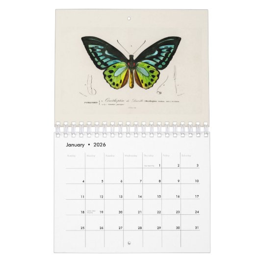 KALENDER: DIE KUNST DER NATURGESCHICHTE KALENDER (Jan 2026)