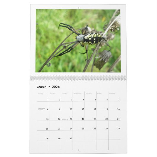 Kalender - Eek! A Spider #3 (Mär 2026)