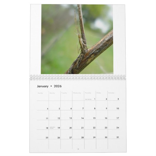 Kalender - Eek! A Spider #3 (Jan 2026)