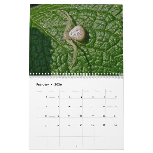 Kalender - EEK! Eine Spinne! (Feb 2026)