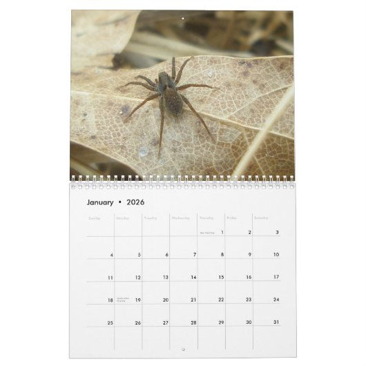 Kalender - EEK! Eine Spinne! (Jan 2026)
