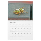 Kalender - EEK! Eine Spinne! (Mär 2027)