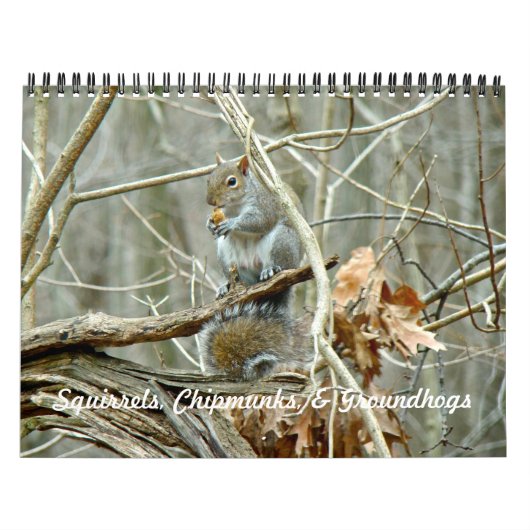 Kalender - Eichhörnchen Chipmunks Groundhogs (Titelbild)