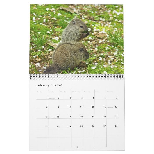 Kalender - Eichhörnchen Chipmunks Groundhogs (Feb 2026)